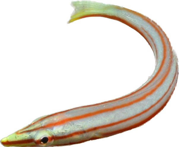 Candy Cane Wrasse