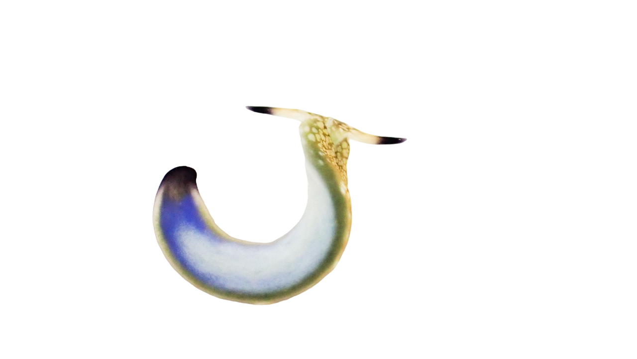 Detritus Feeding Nudibranch