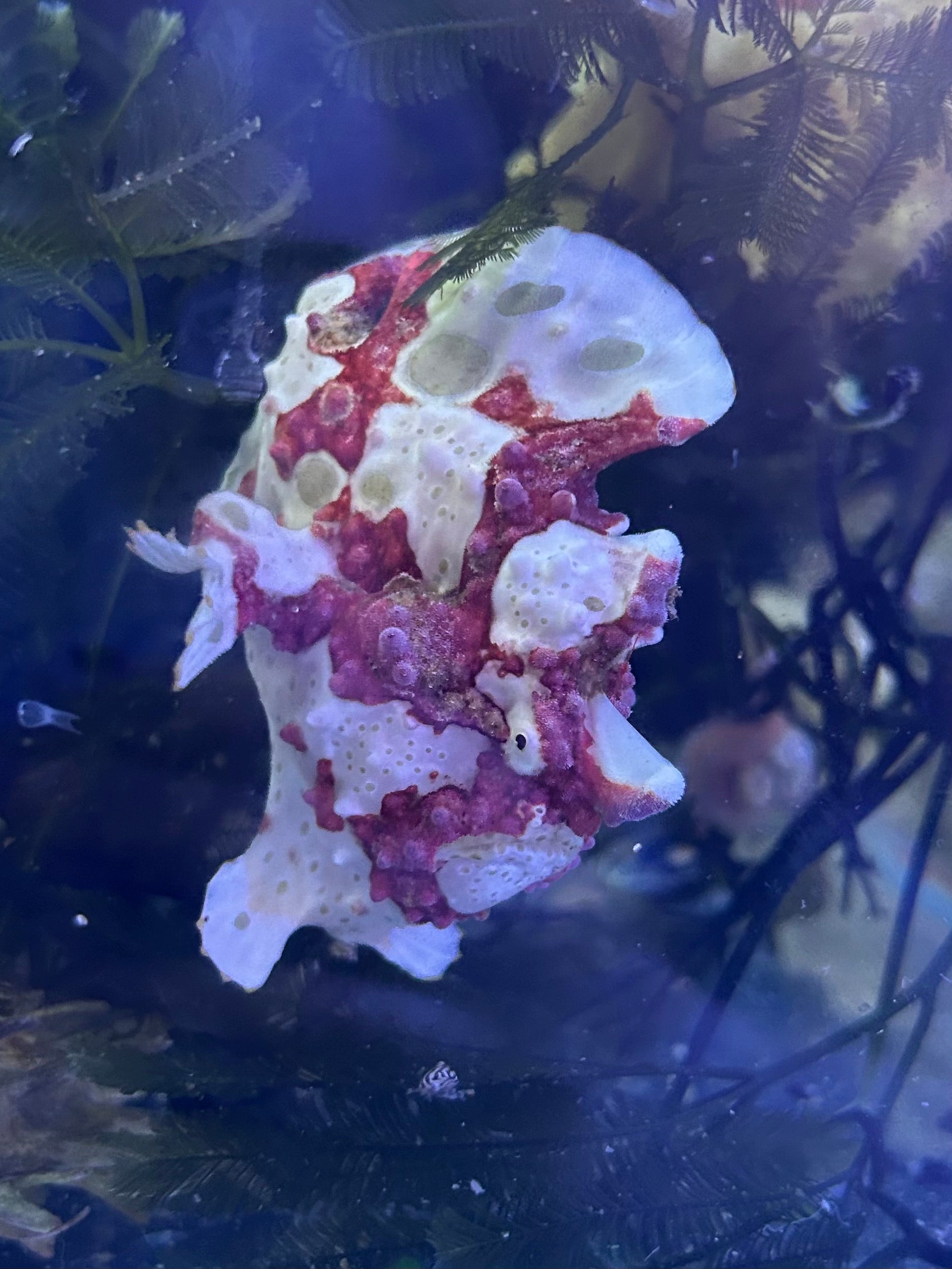 WYSIWYG Frogfish #5