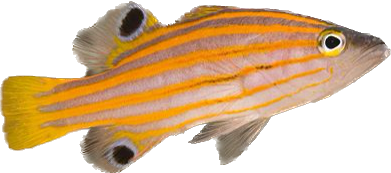 Orange Lined Candy Basslet