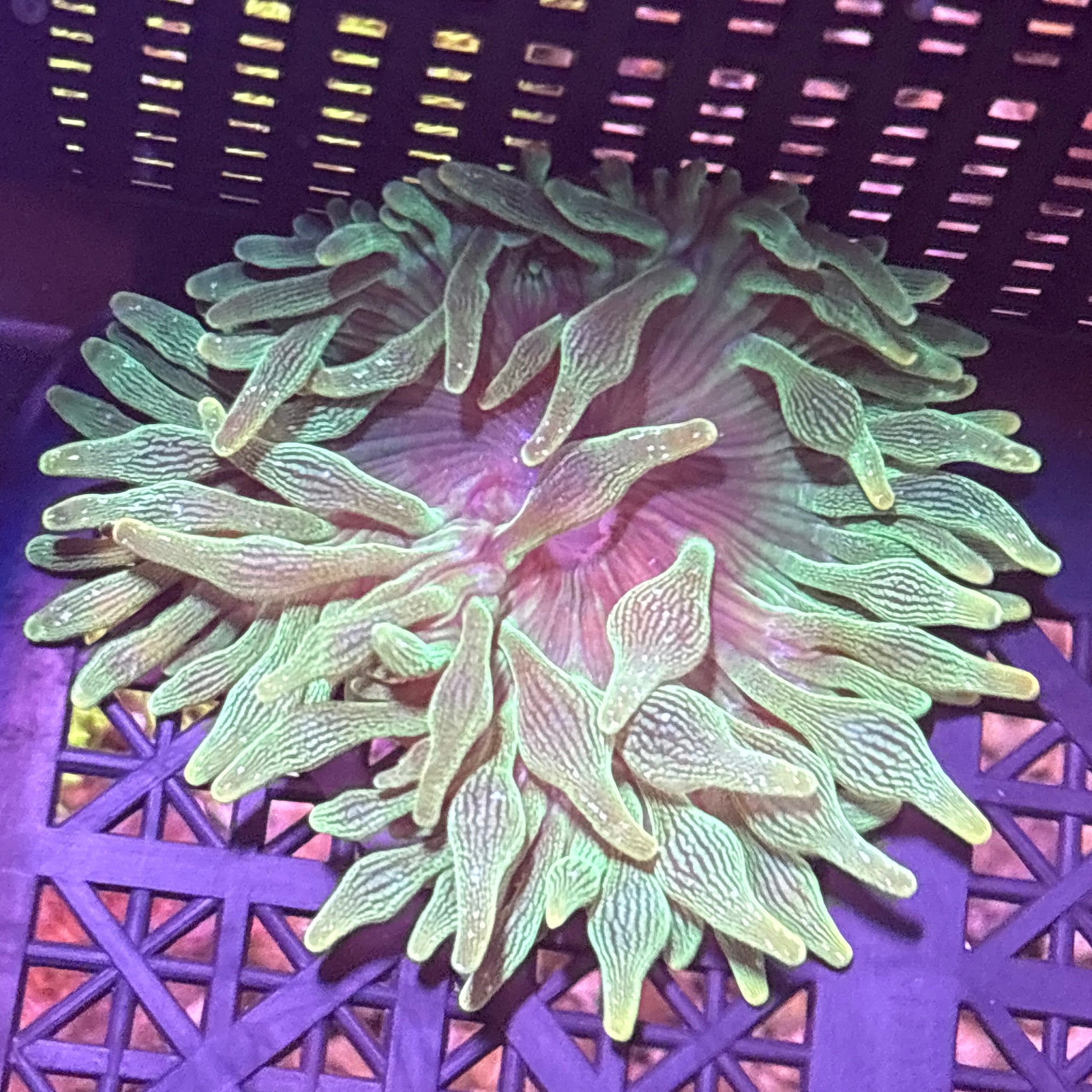 WYSIWYG Anemone #7