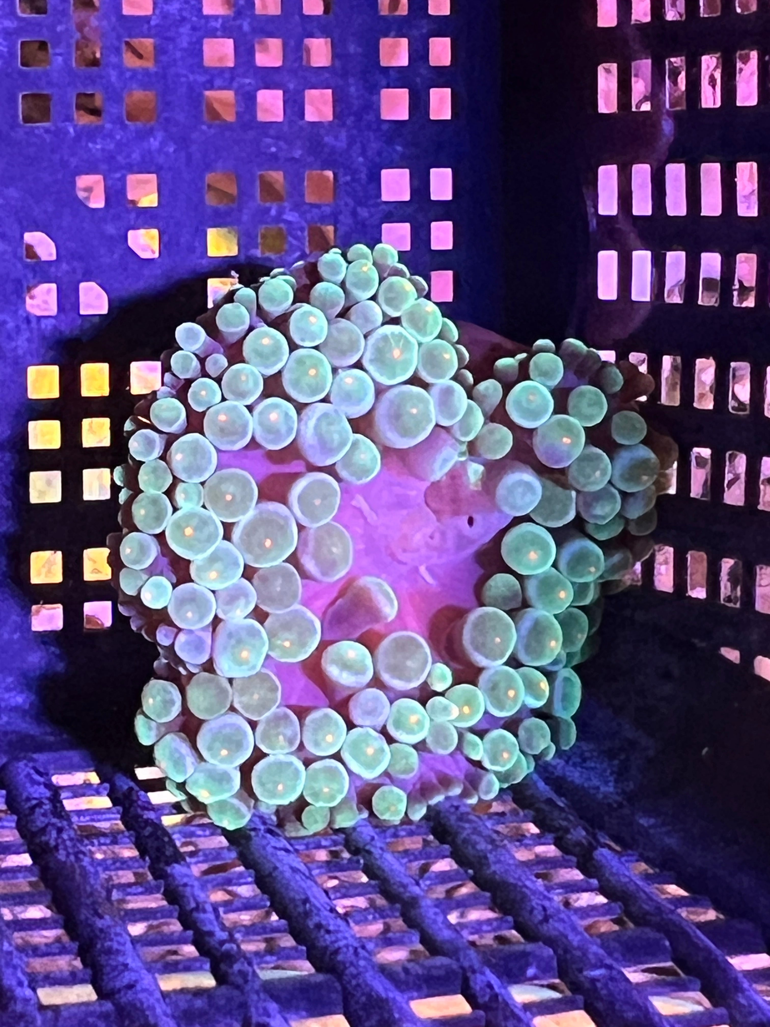 WYSIWYG Anemone #2