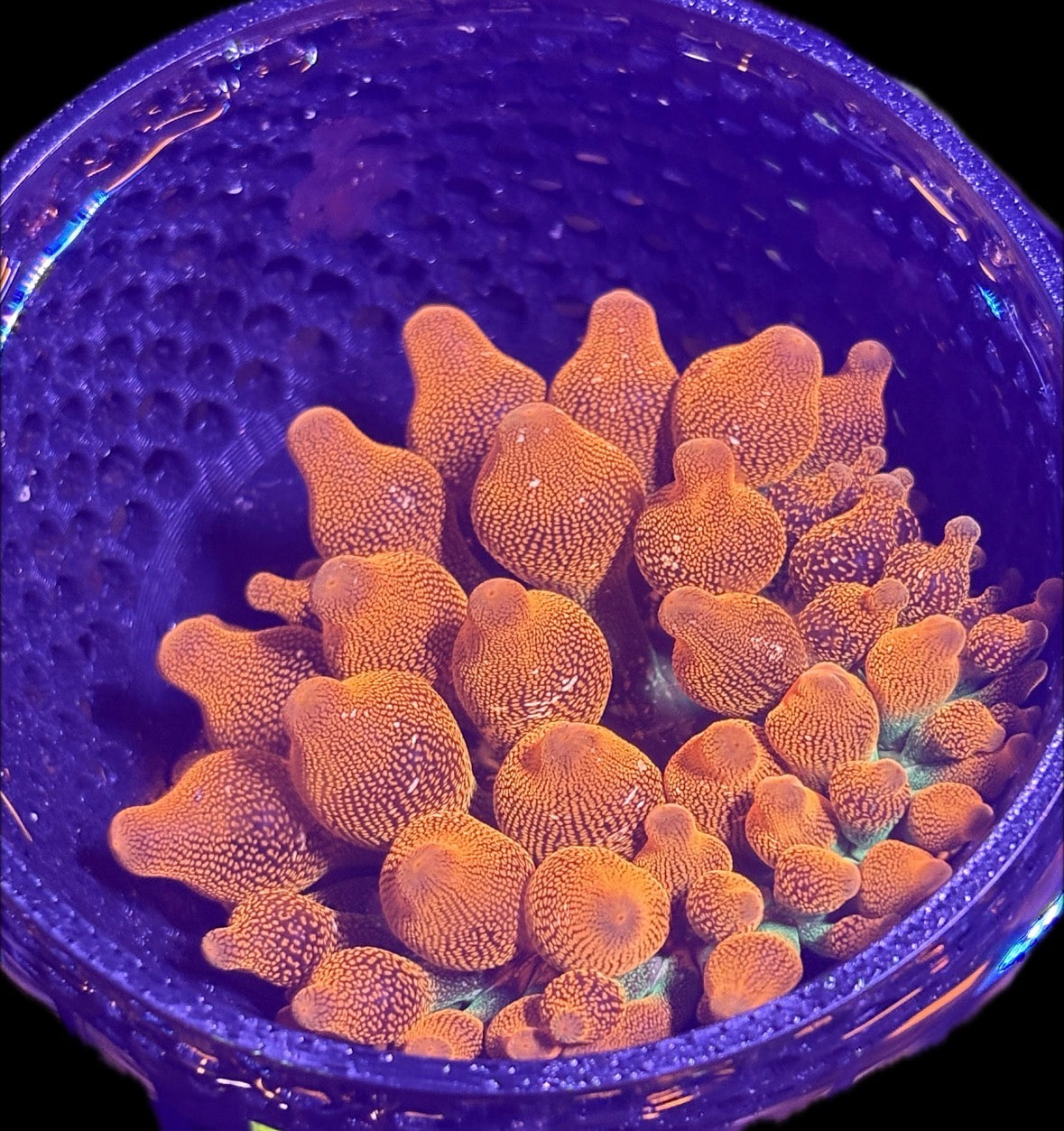 WYSIWYG Anemone #34