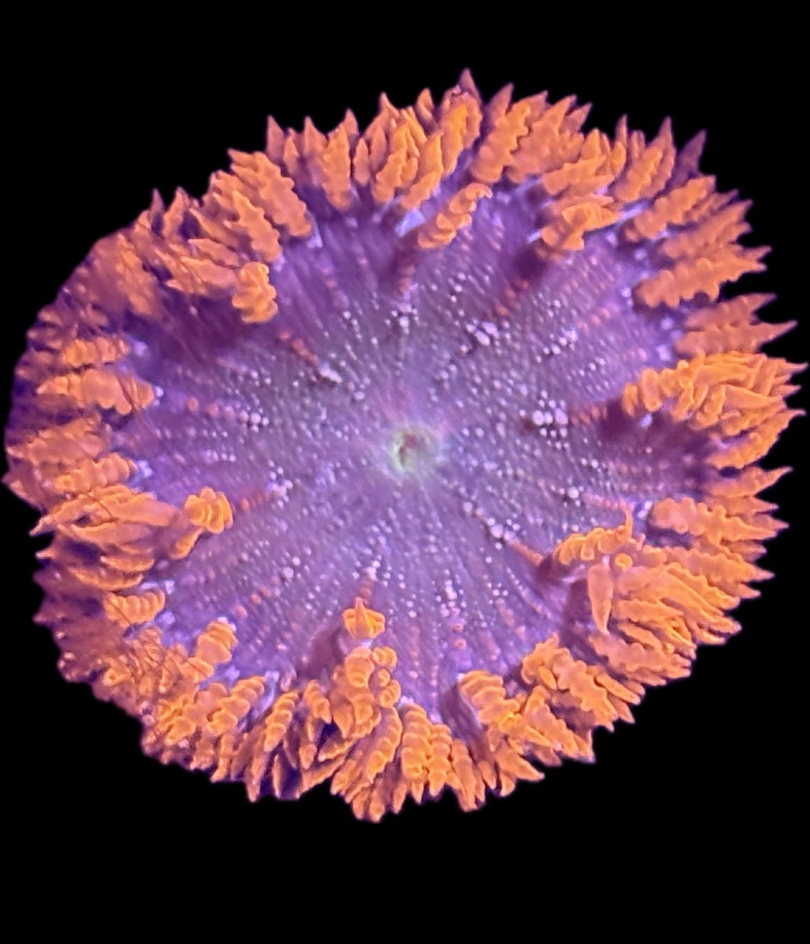 WYSIWYG Anemone #21