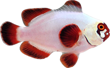 Gold Nugget Maroon Clown