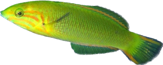 Yellow Banana Wrasse Juvi