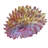 Feather Duster - Red/White