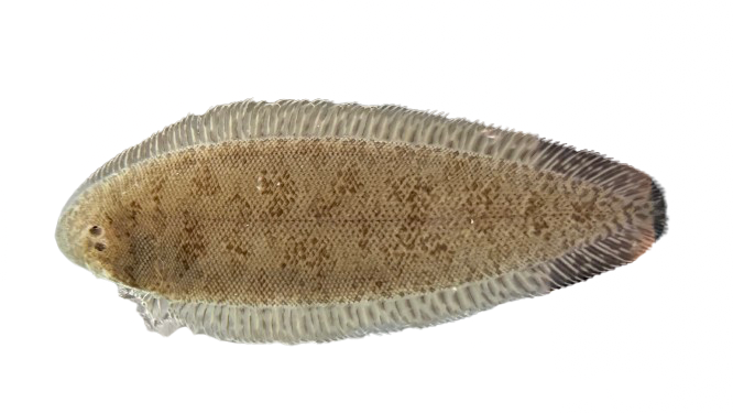 Tongue Sole Fish