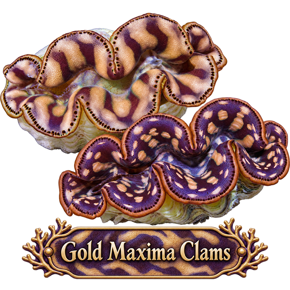 Gold Maxima Clam