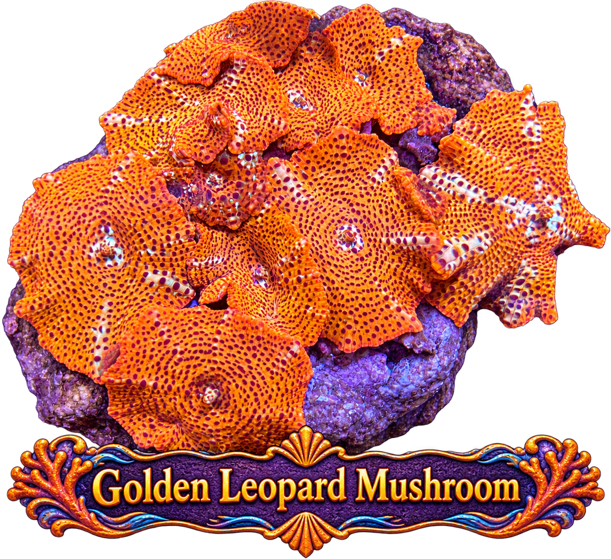 Golden Leopard Discosoma Mushroom