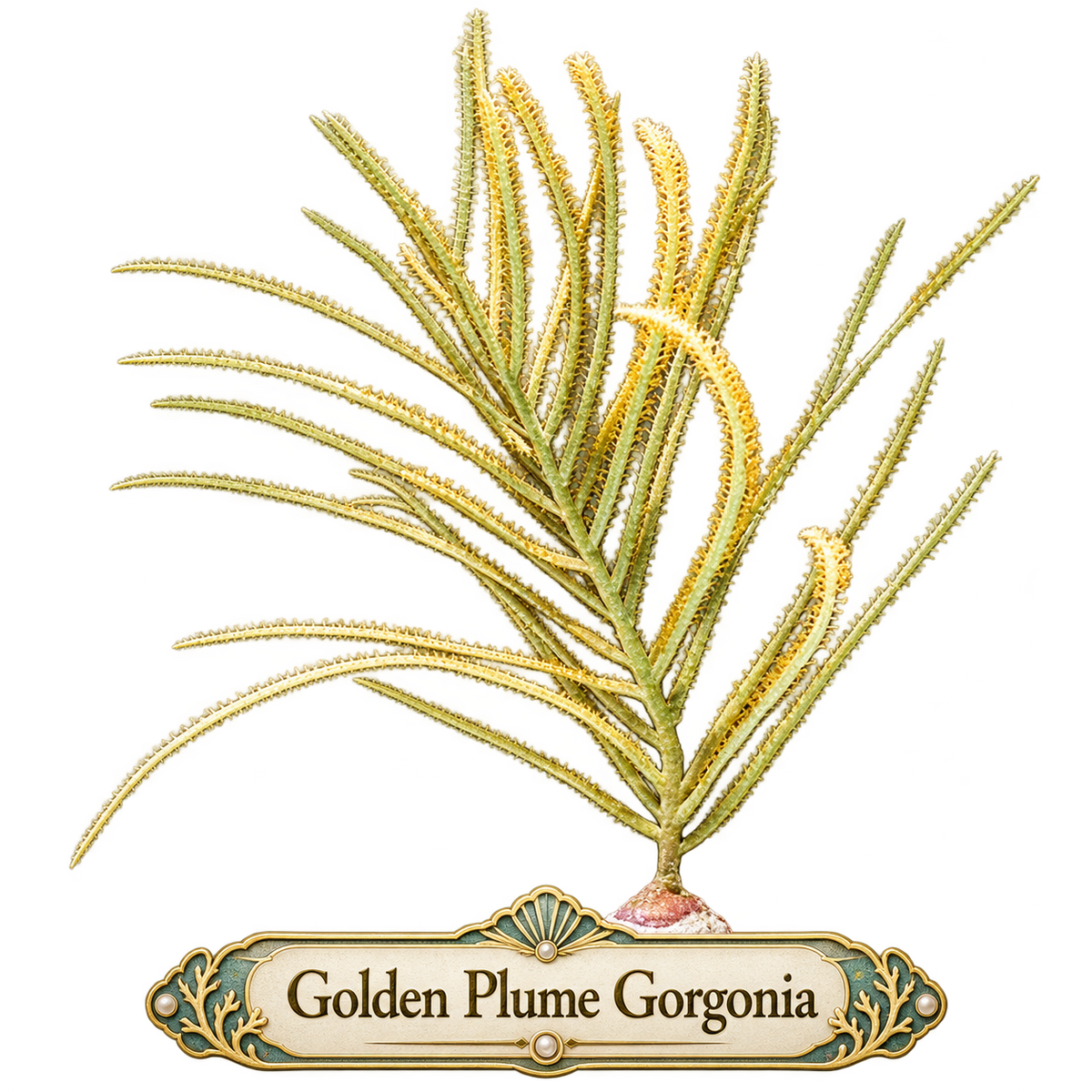 Golden Plume Photosynthetic Gorg - Easy to keep