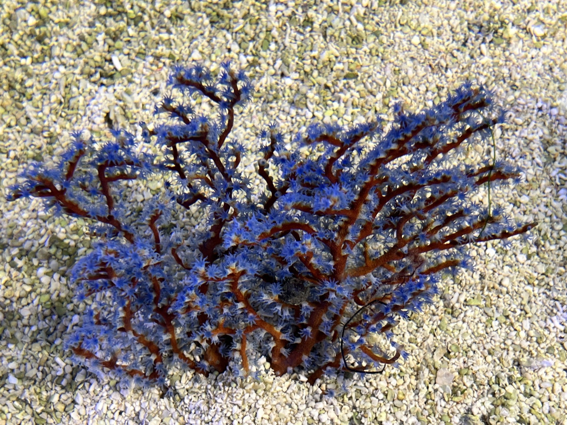 Gorgonia Blueberry