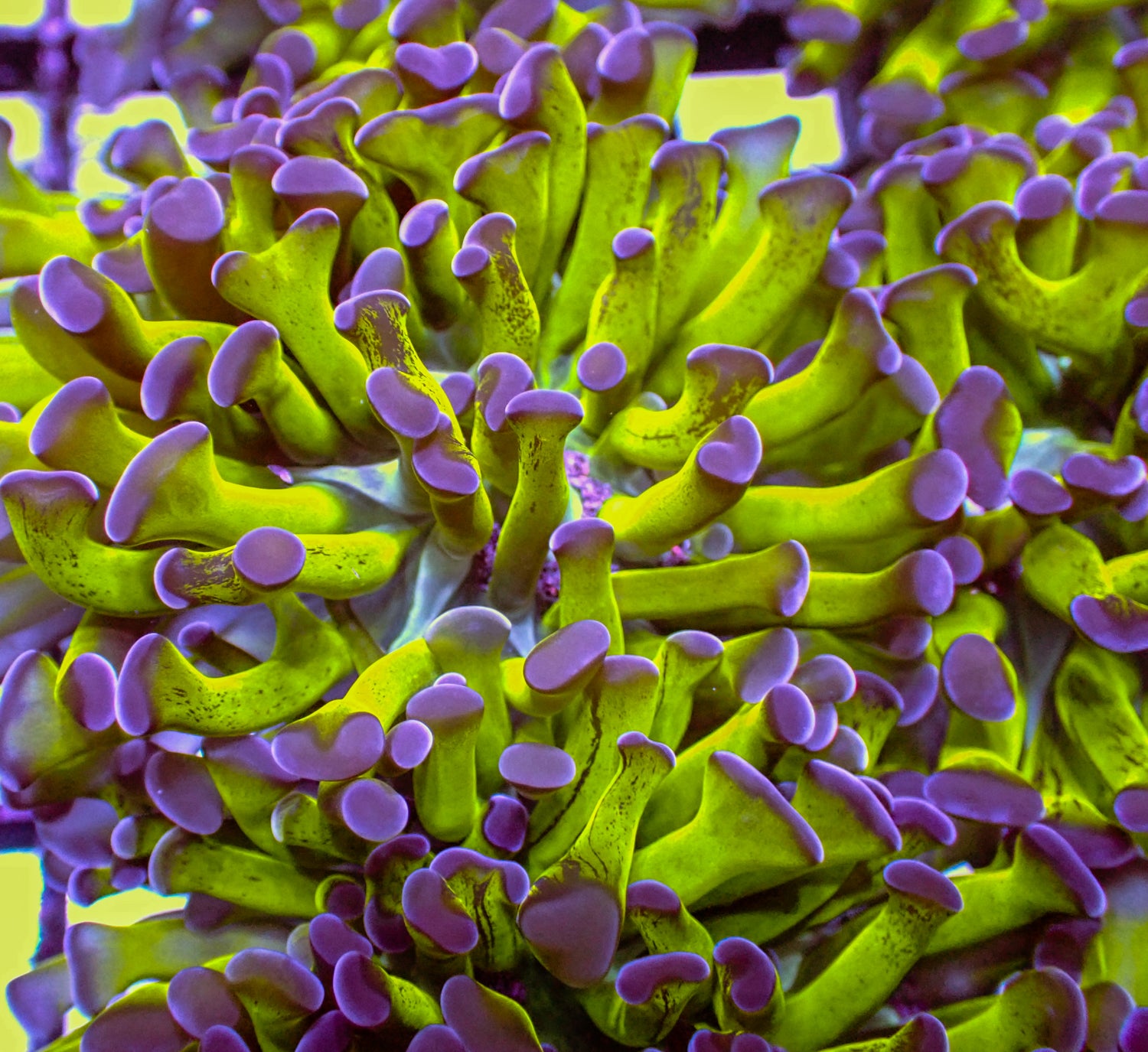 Green with Purple Tip Hammer