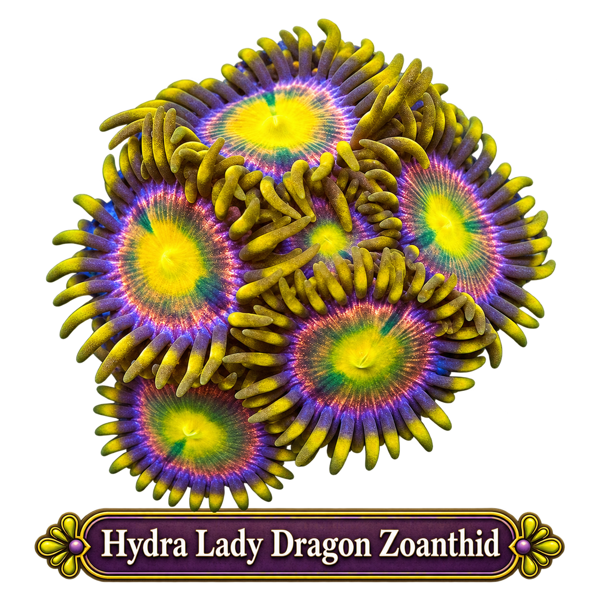 Hydra Dragon Zoa Frag