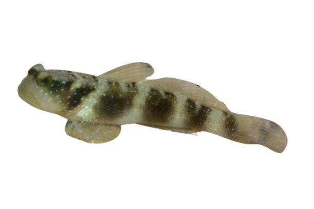 Y-Bar Shrimp Goby