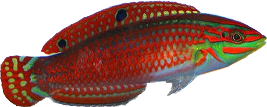Red Lined Wrasse S