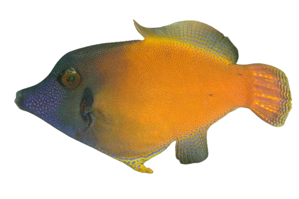 Orangetail Filefish