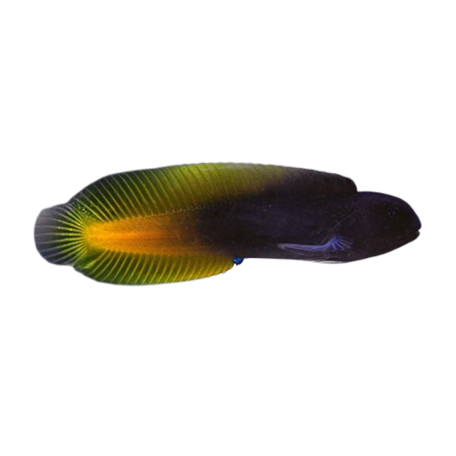 Yellow Tail Black Blenny