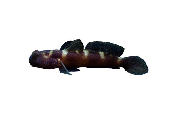 Y-Bar Shrimp Goby XL