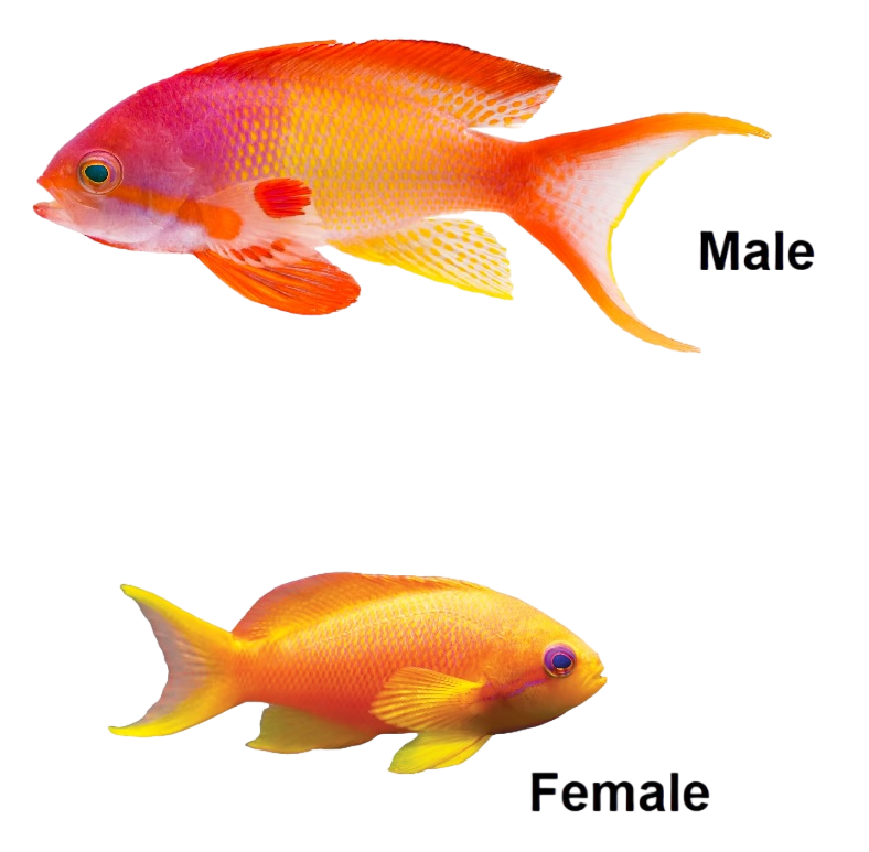 Lyretail Anthia Female L