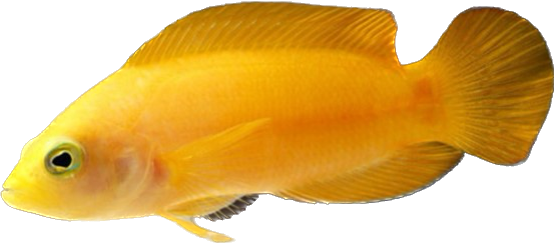 Yellow Dusky Dottyback L