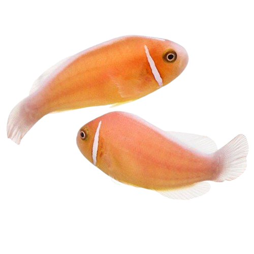 Pink Skunk Clownfish Pair (M/F)