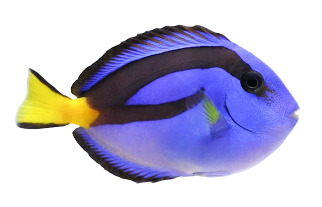 Hippo Tang - Yellow Belly Tiny