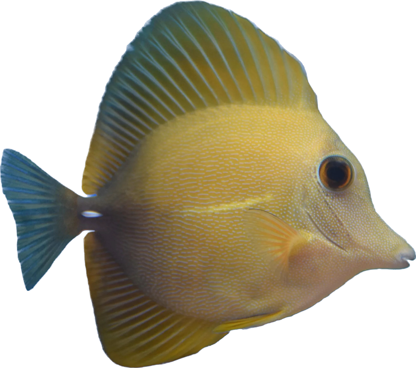 Yellow Scopas Tang L