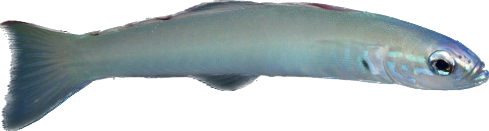Blue Dartfish