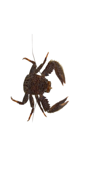 Blue Porcelain Crabs