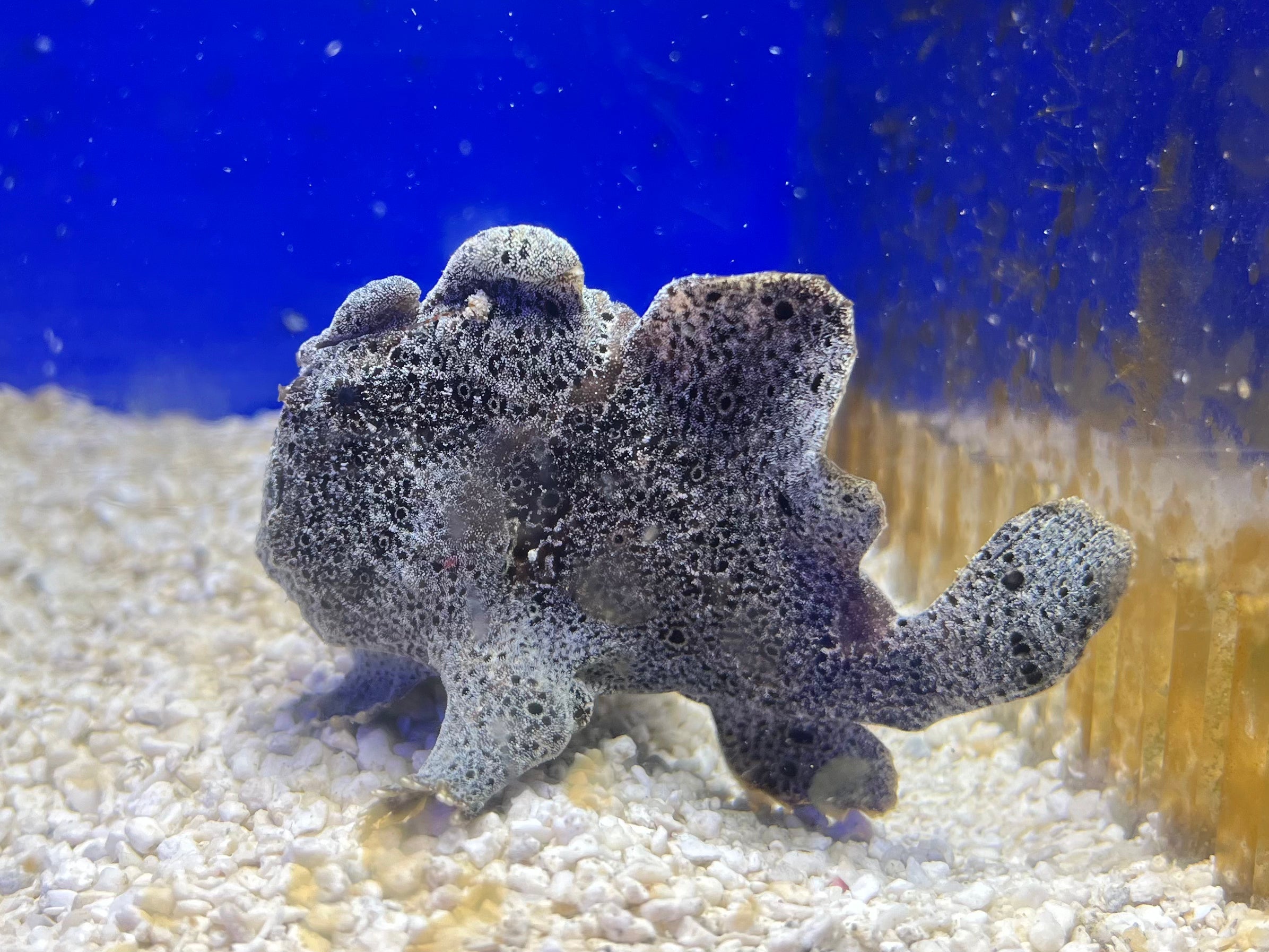 WYSIWYG Frogfish #3