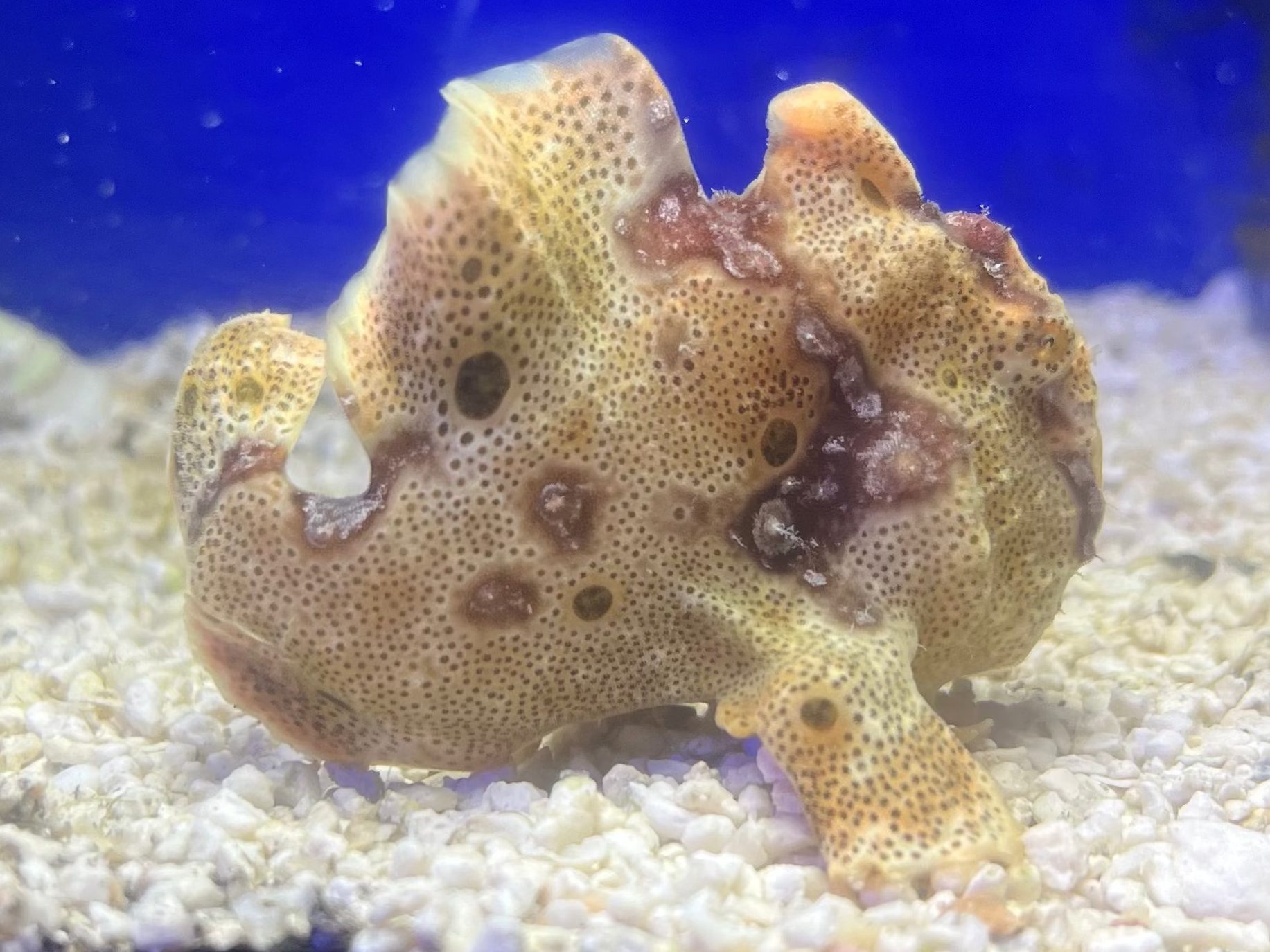 WYSIWYG Frogfish #1