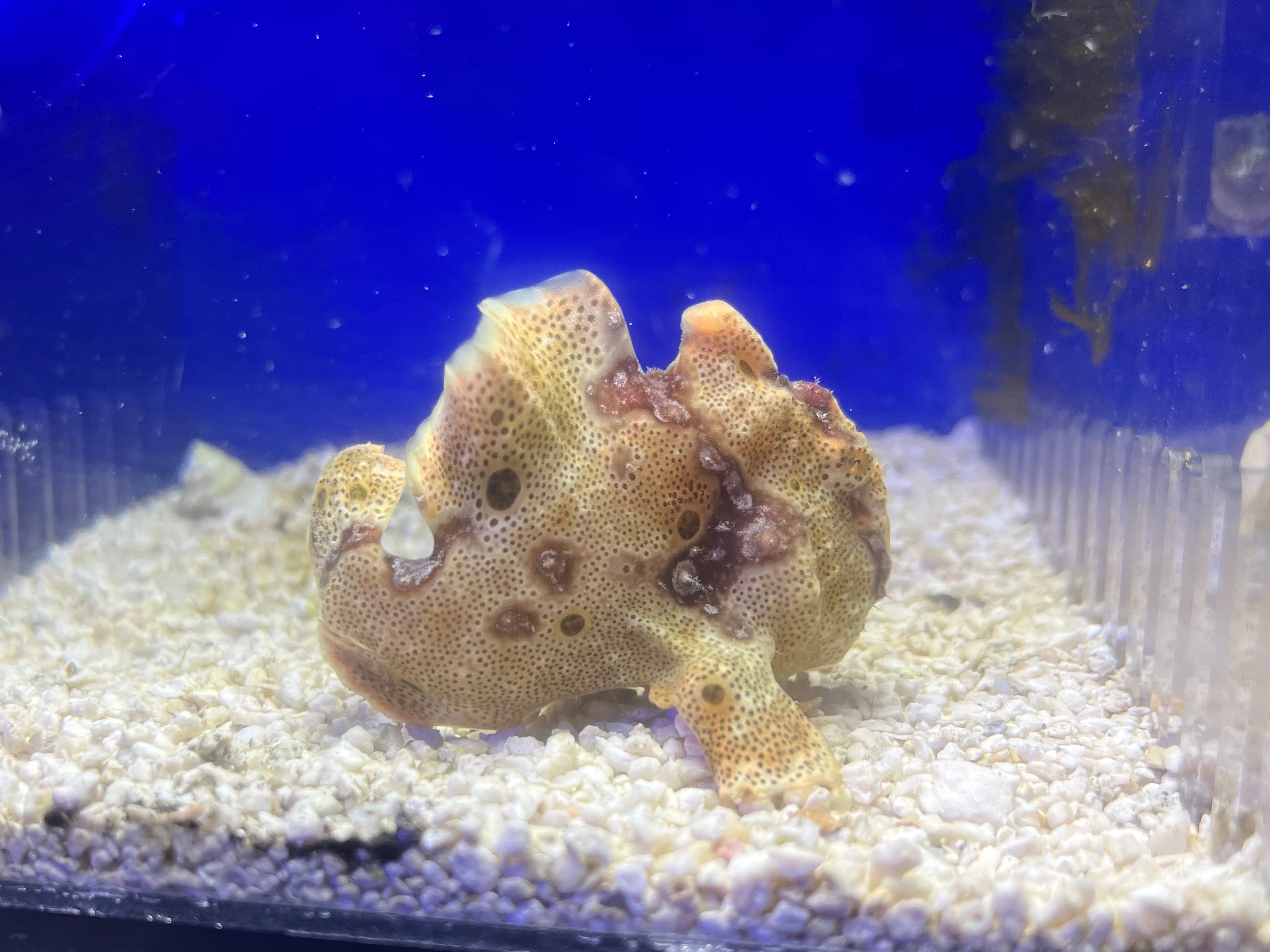 WYSIWYG Frogfish #1