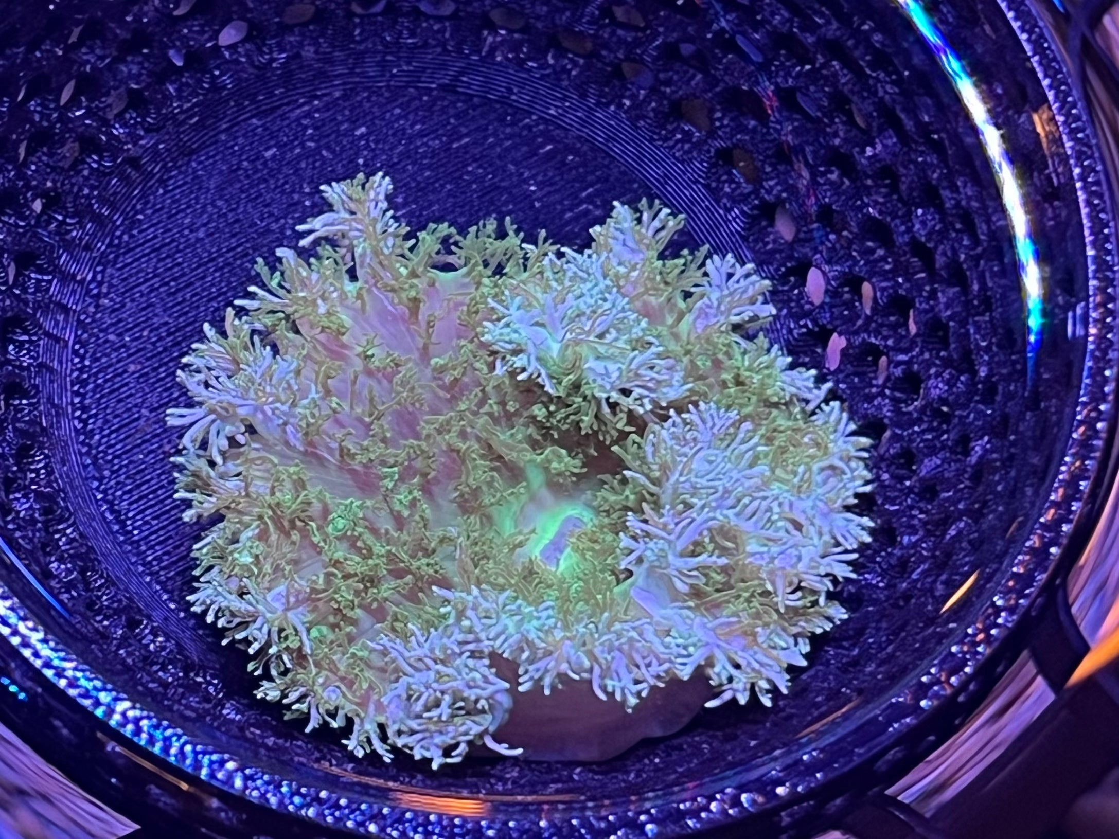 WYSIWYG Anemone #25
