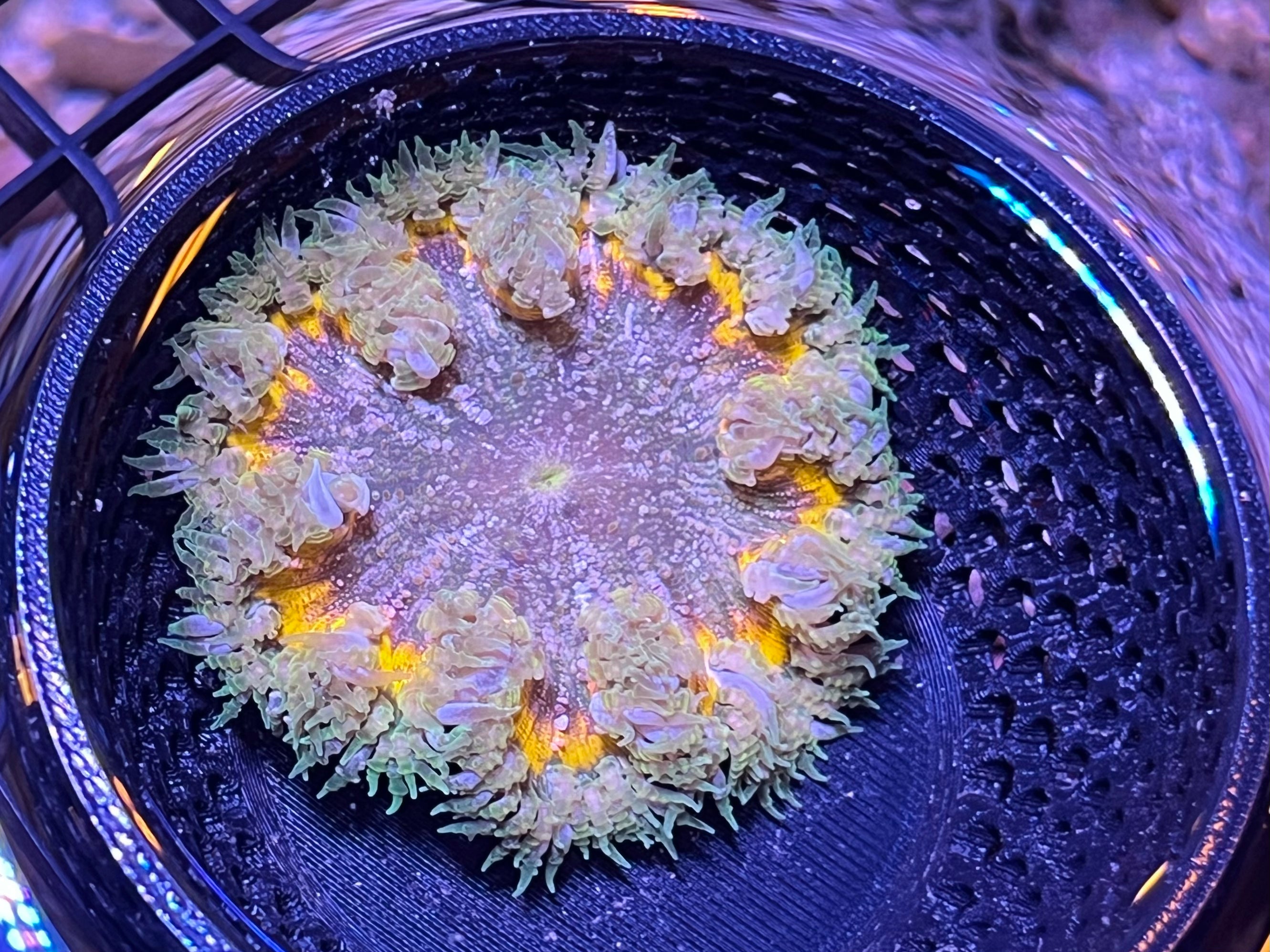 WYSIWYG Anemone #26