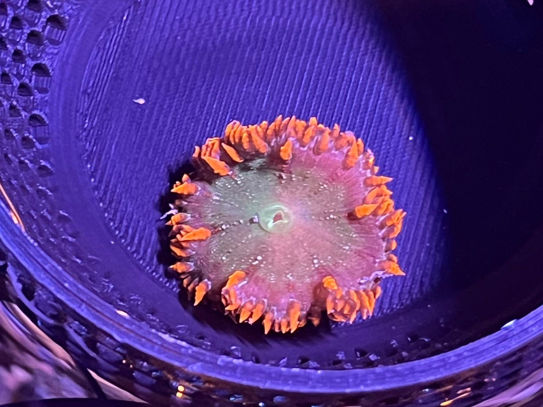 WYSIWYG Anemone #27