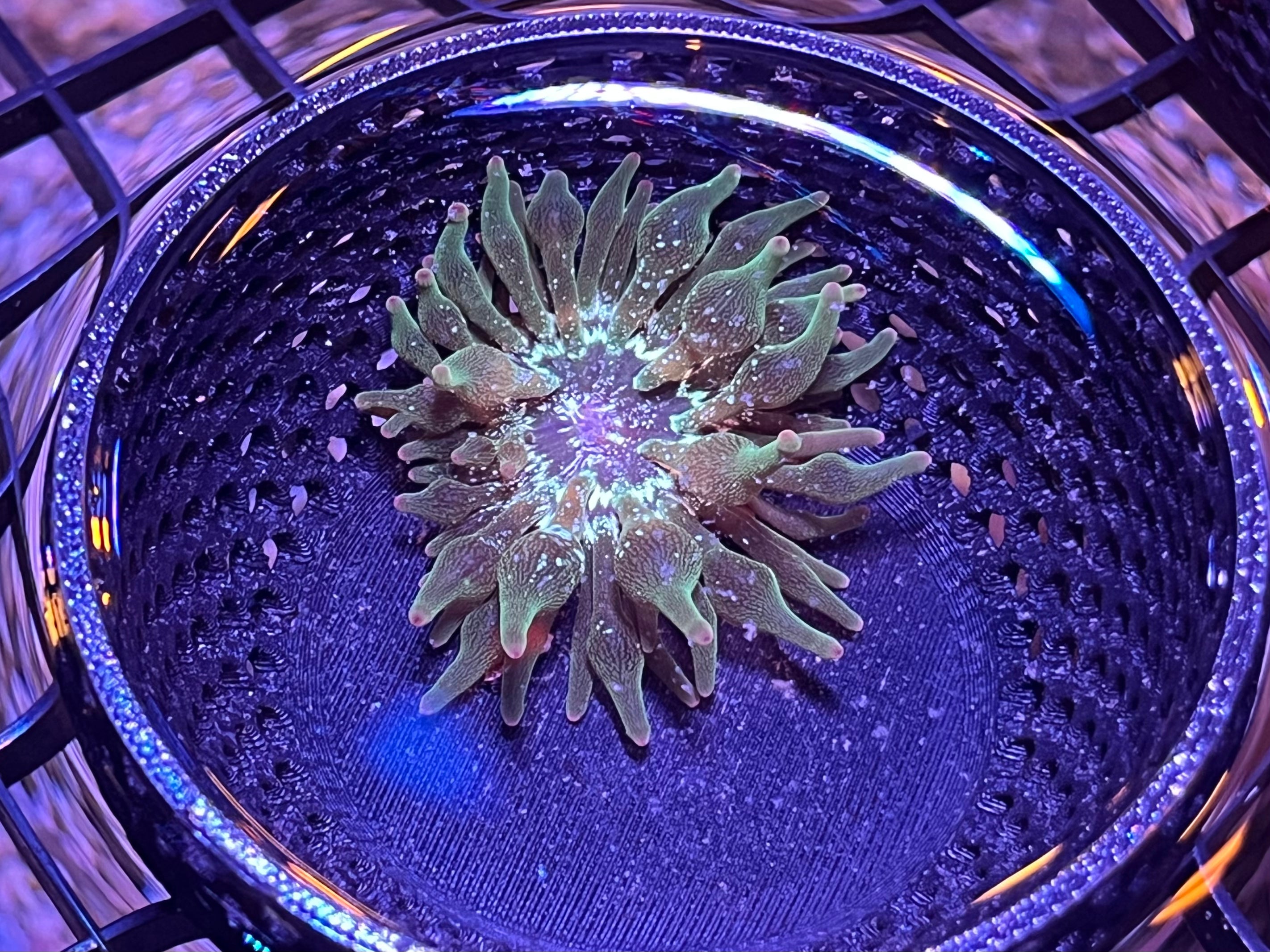 WYSIWYG Anemone #31