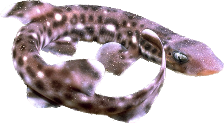Coral Cat Shark Medium