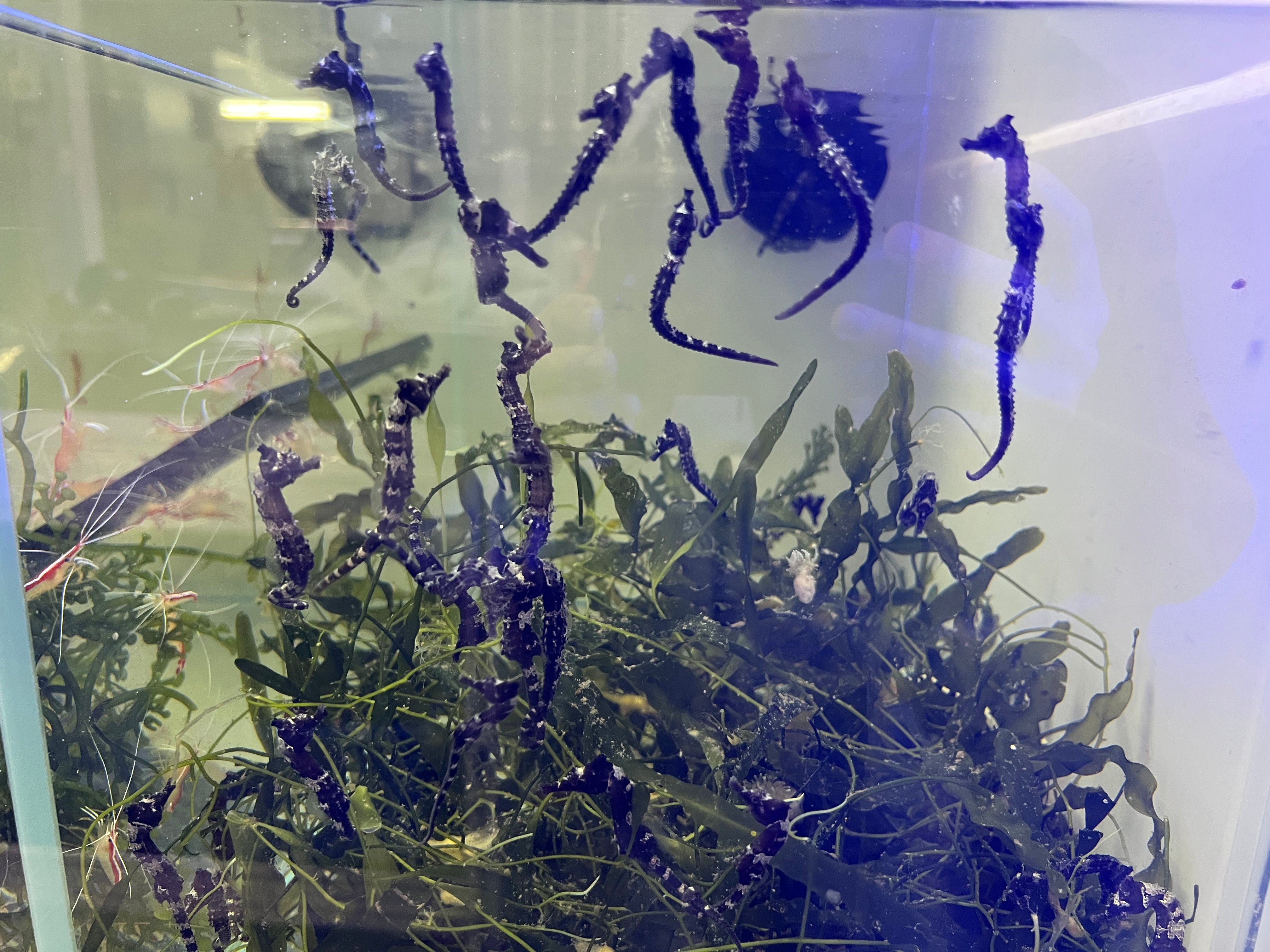 Captive Bred Seahorses 6 Lot