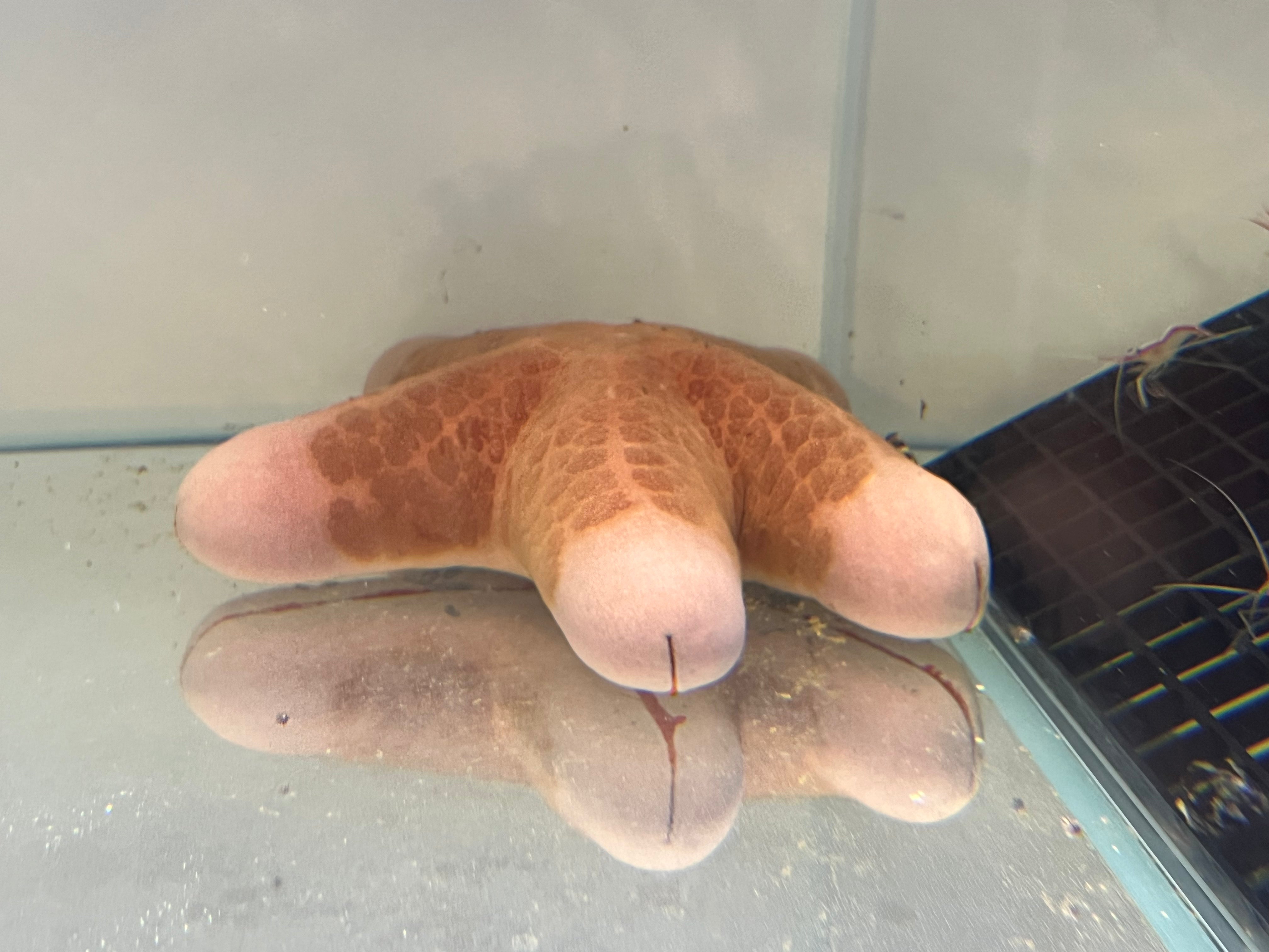 Richard the Starfish