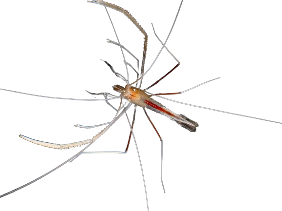 Flameback Cave Coral Banded Shrimp