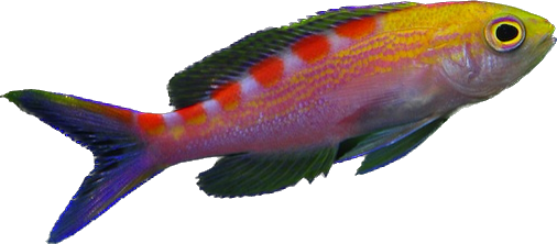 Red Saddled Anthia