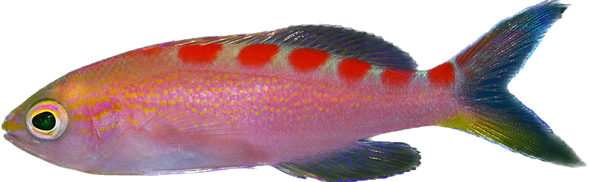 Red Saddled Anthia