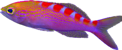 Red Saddled Anthia