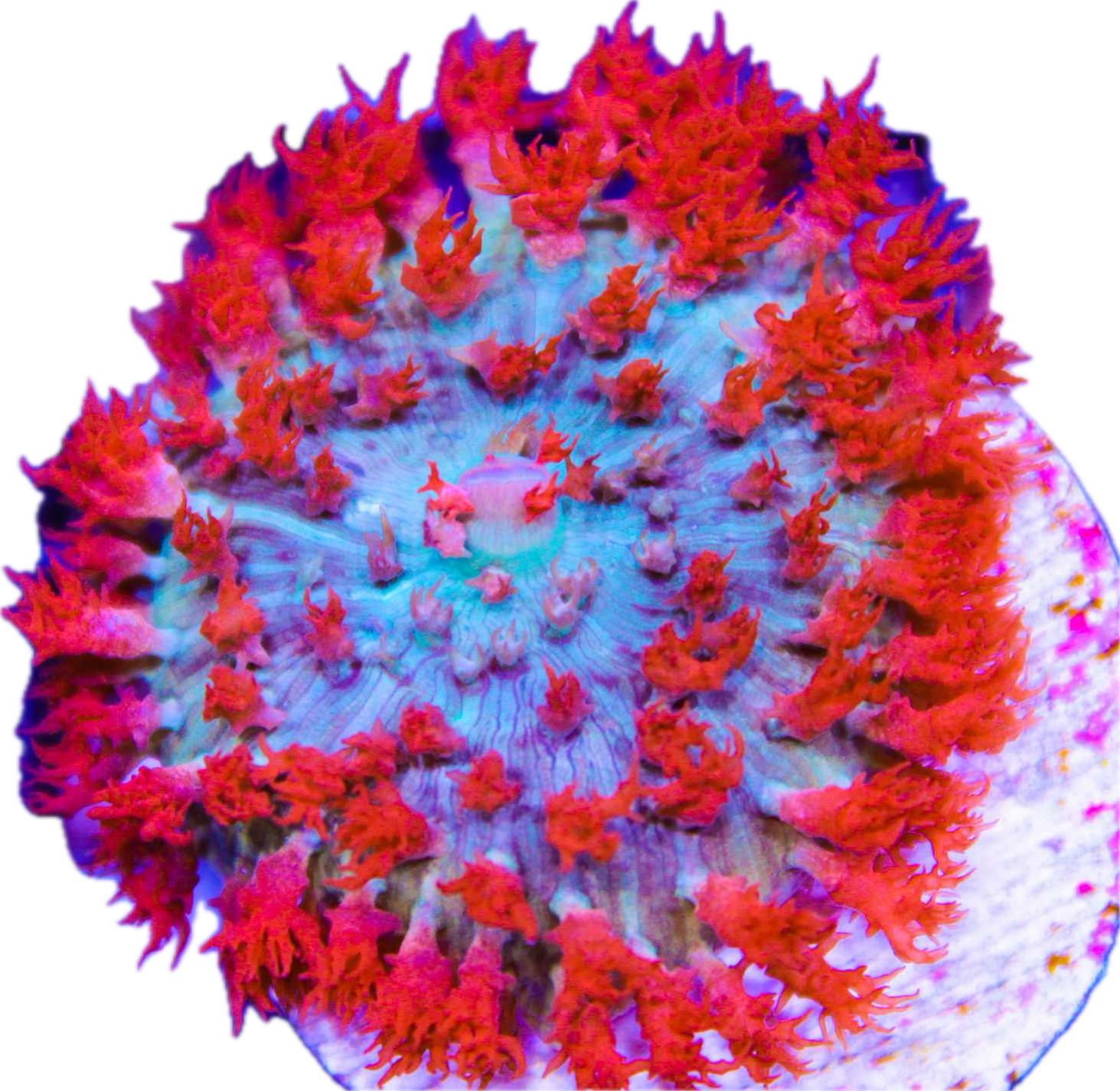 St Thomas Mushroom - Red