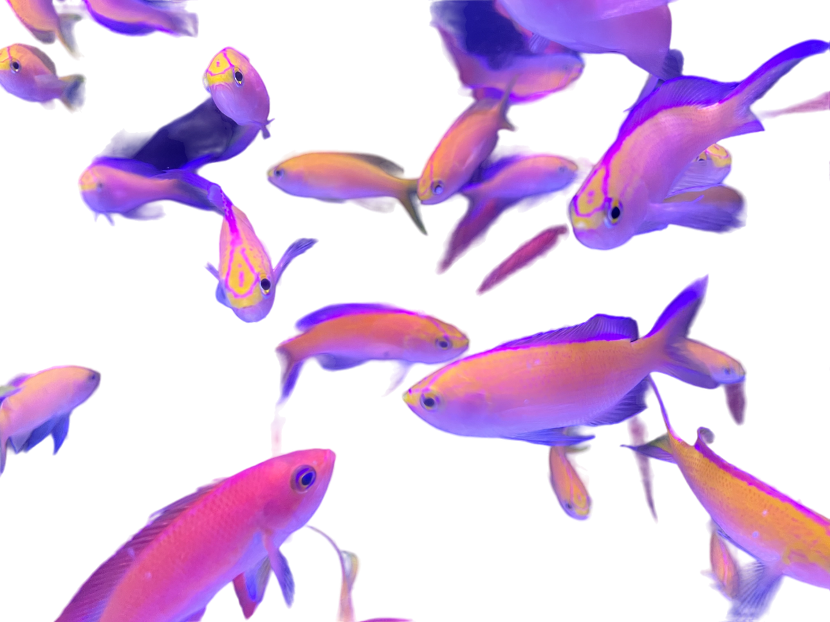 Sunset Anthia - Male
