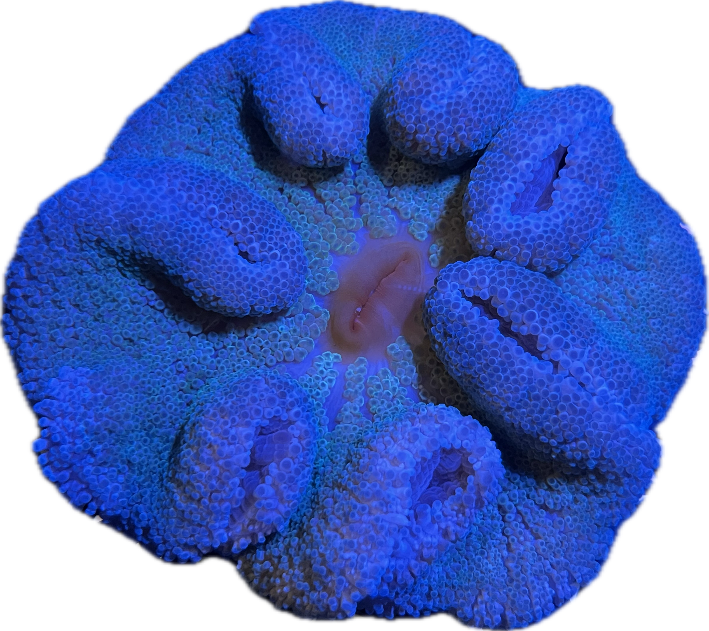 WYSIWYG Anemone #8