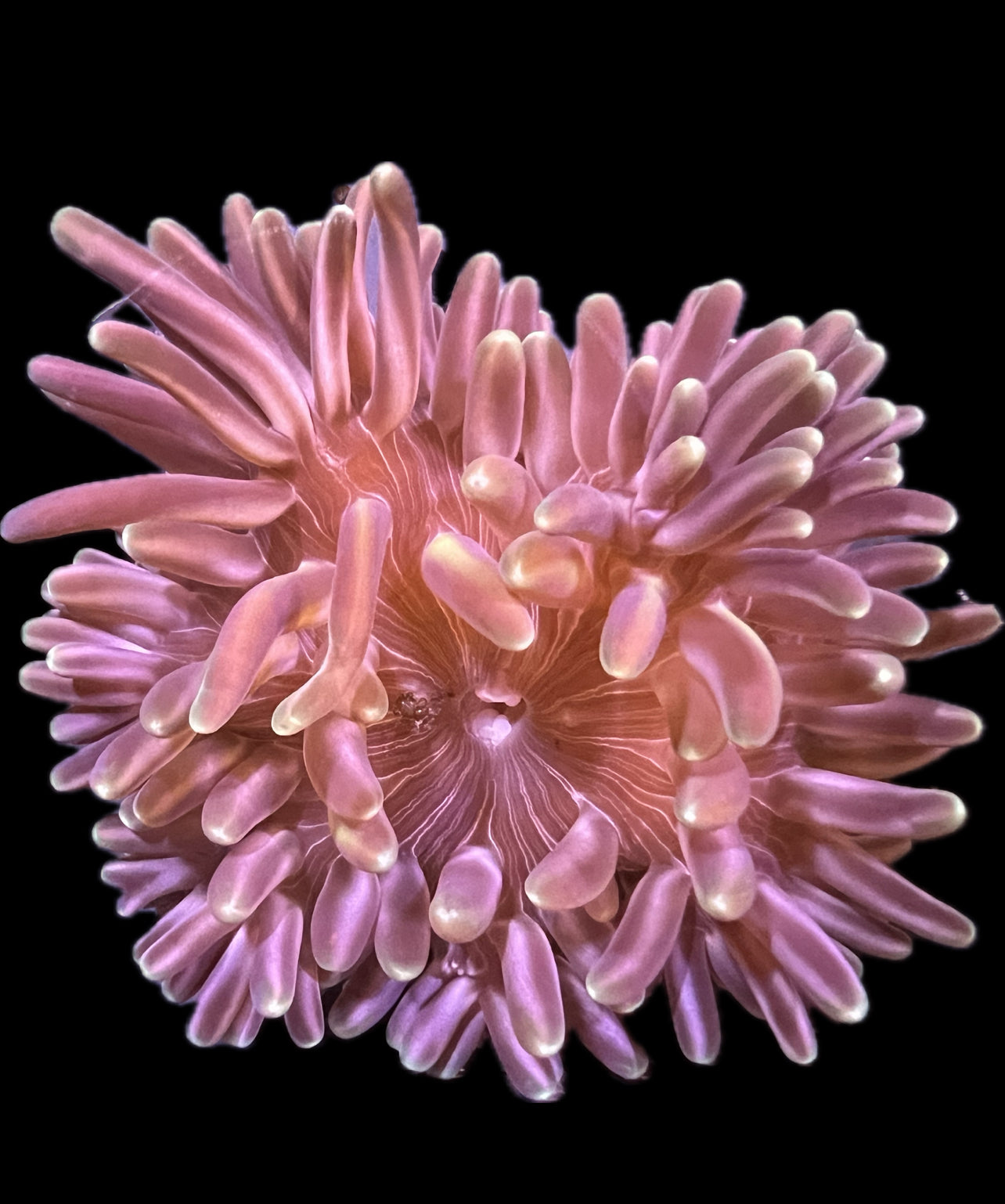 WYSIWYG Anemone #11