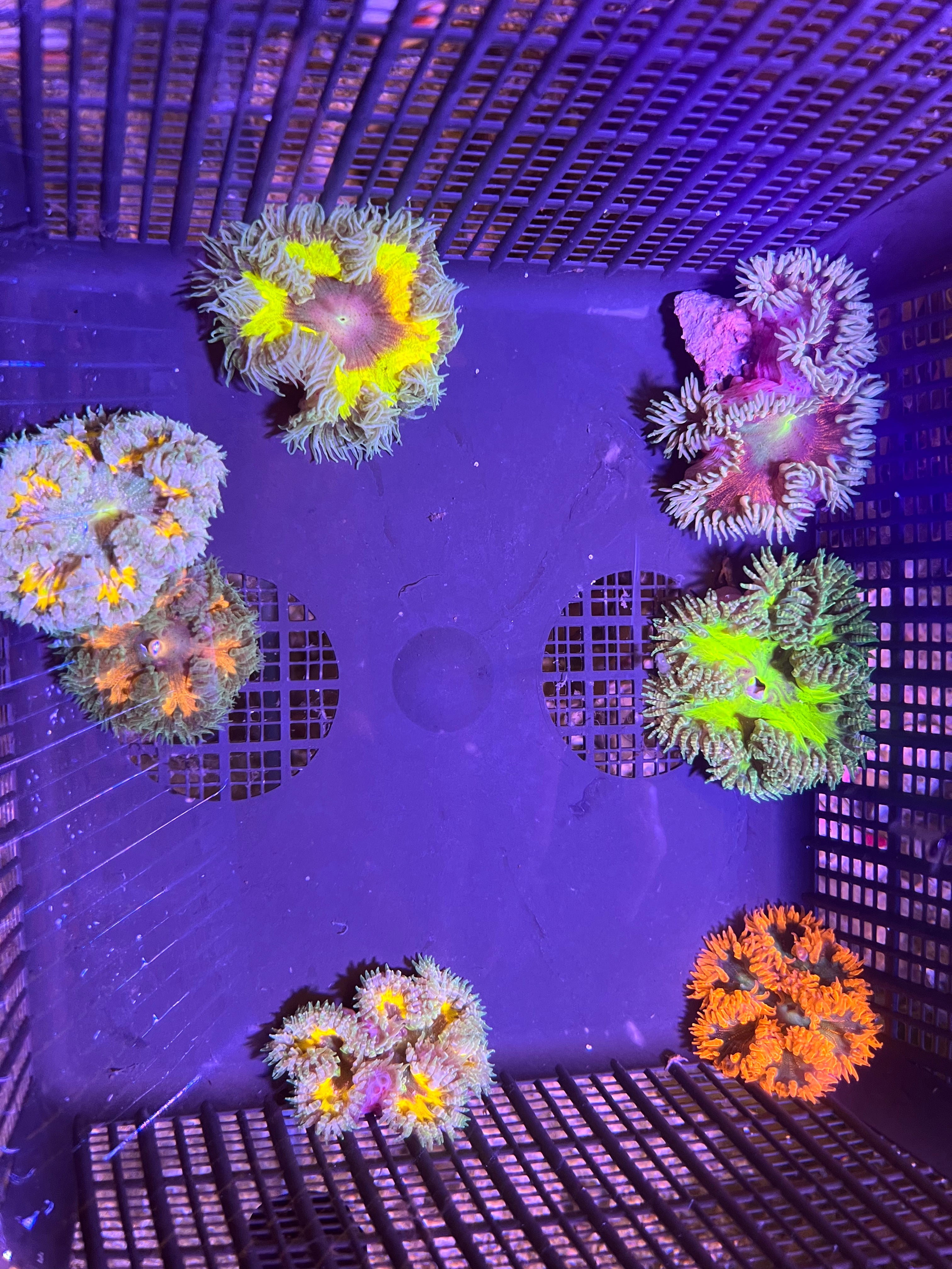 WYSIWYG Anemone #20