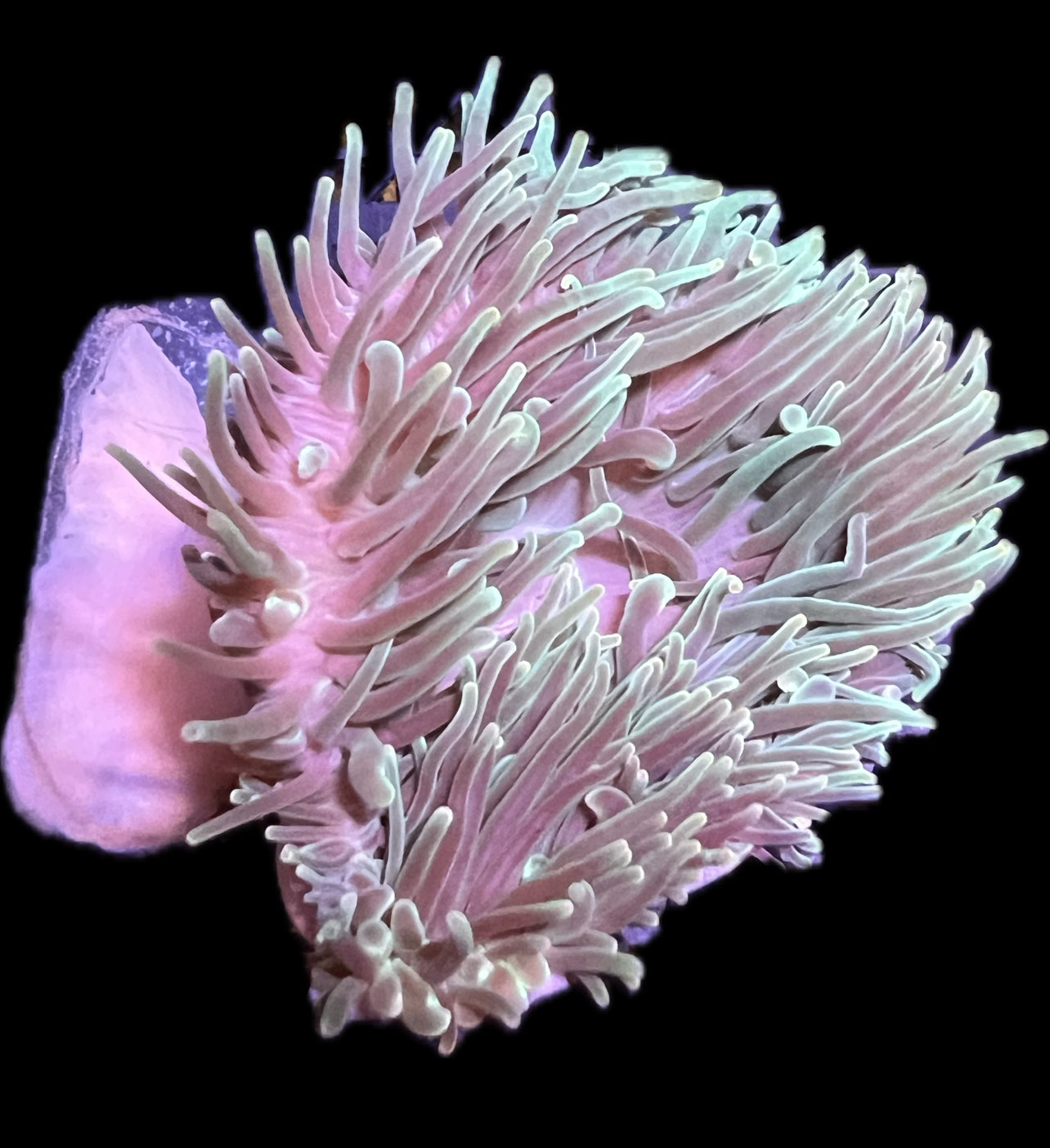 WYSIWYG Anemone #16